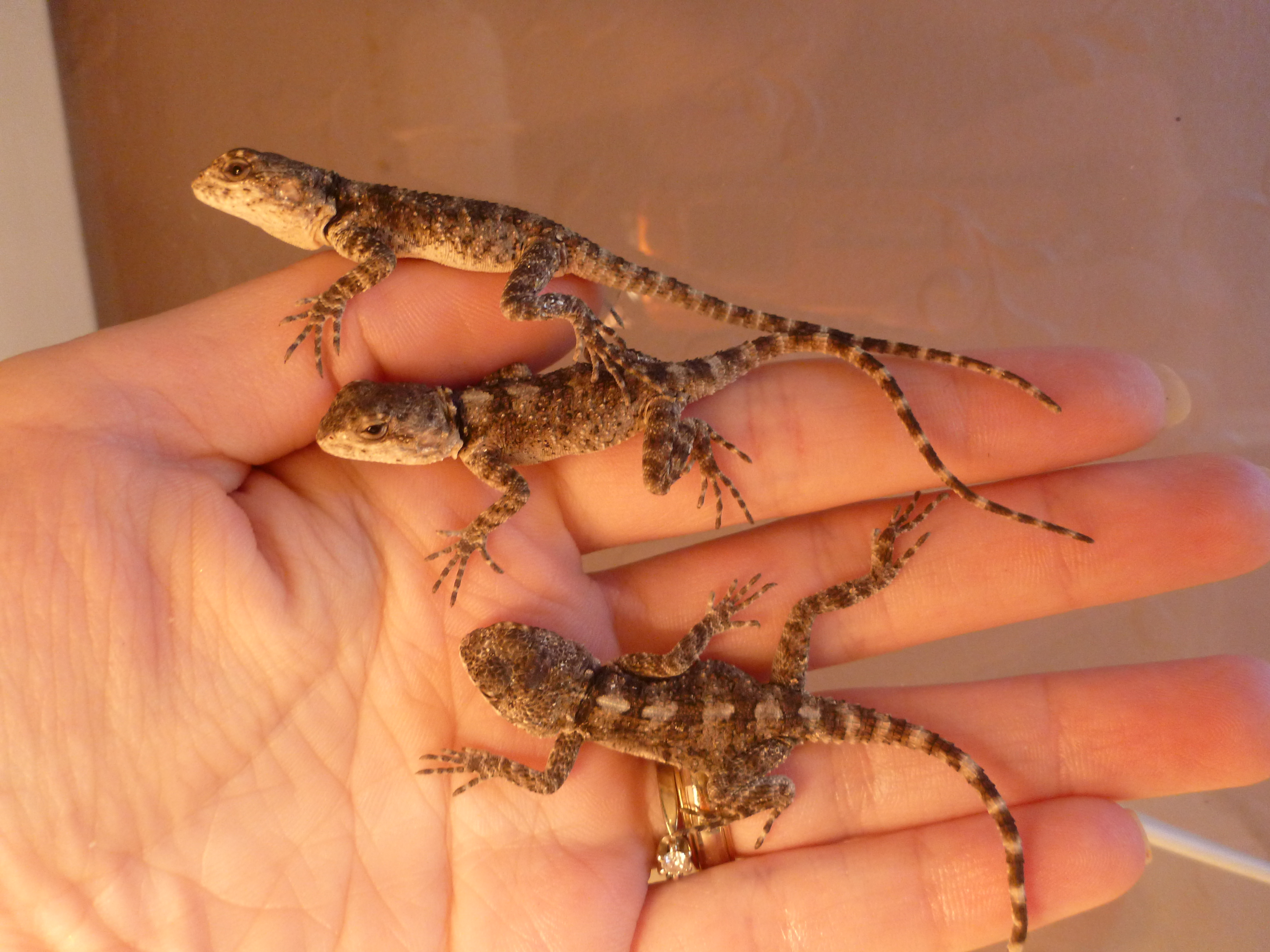 Lizards for sale Baltic Dragons