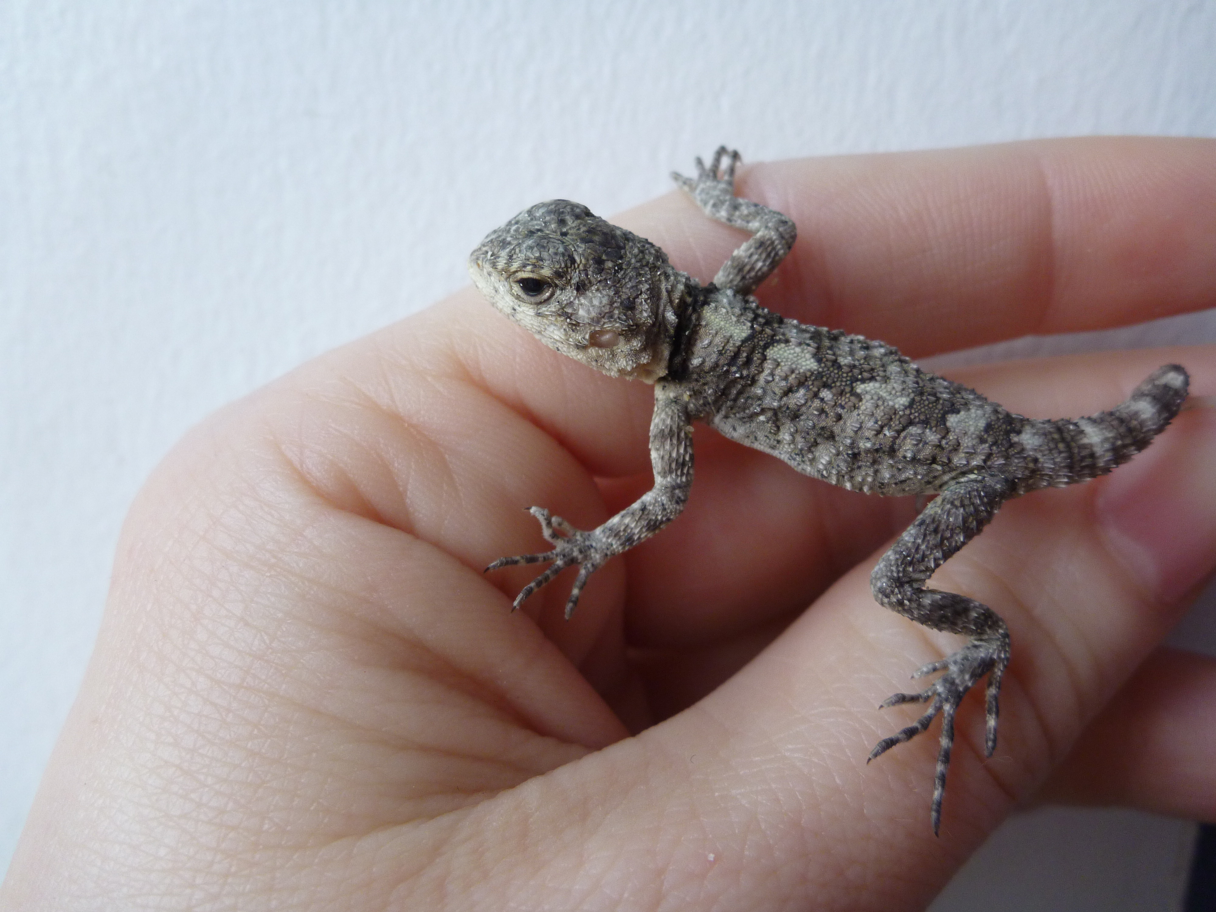 Lizards for sale Baltic Dragons