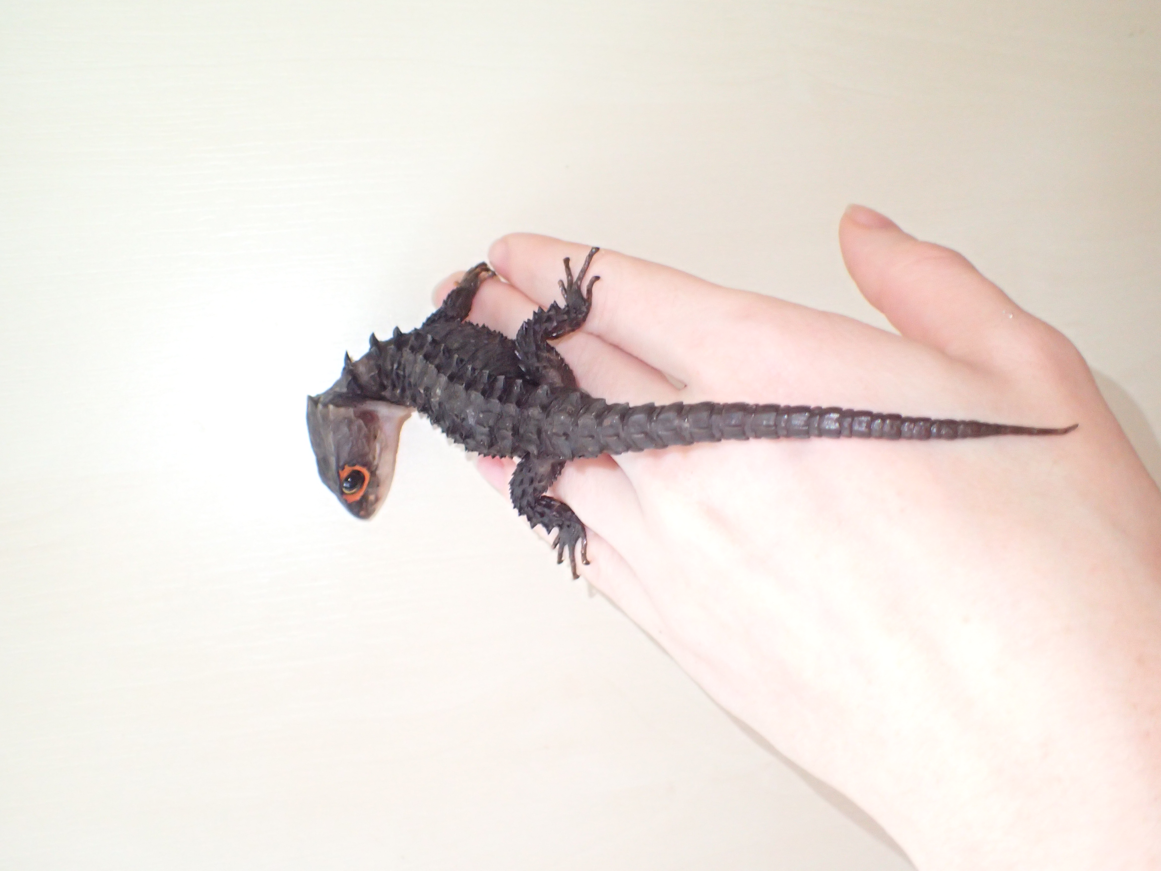 Lizards For Sale Baltic Dragons