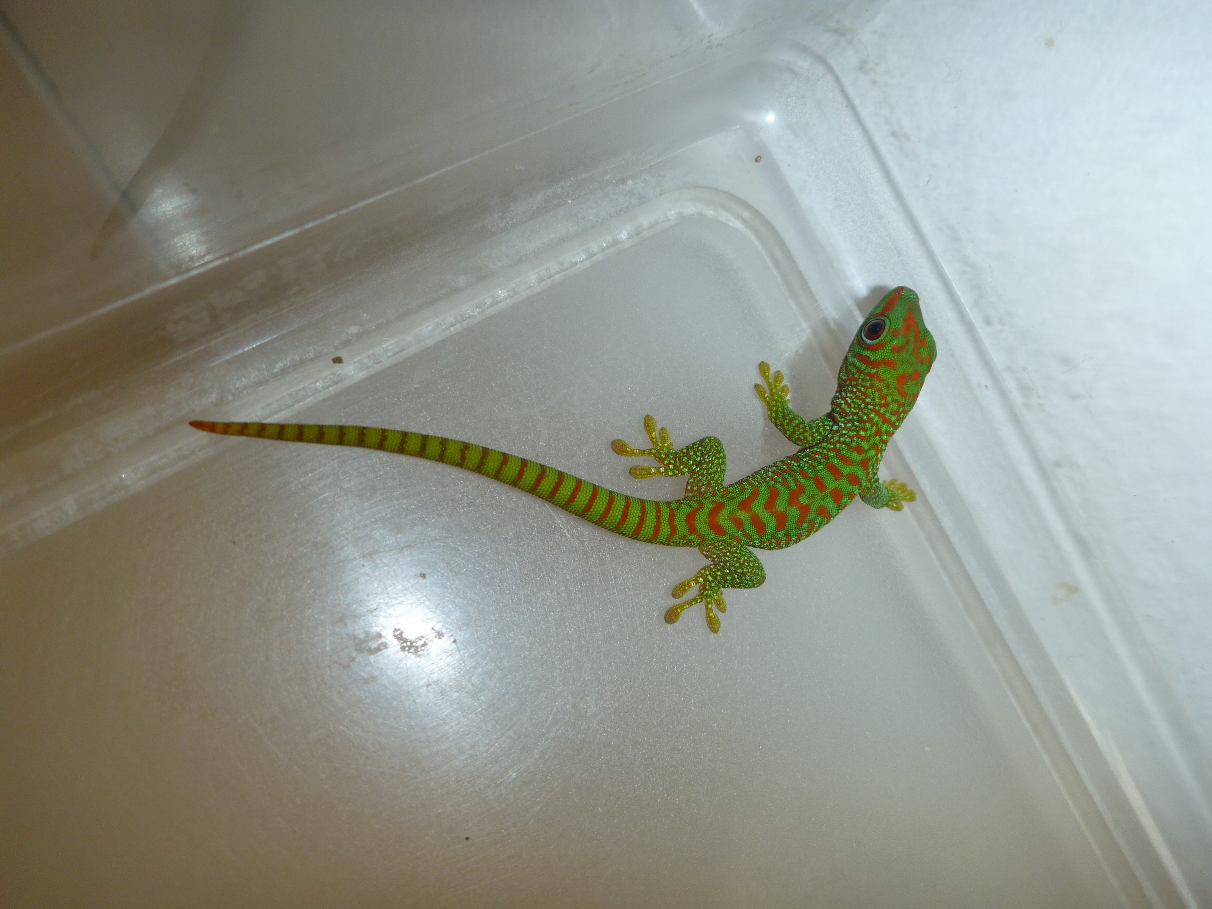 Lizards for sale | Baltic Dragons